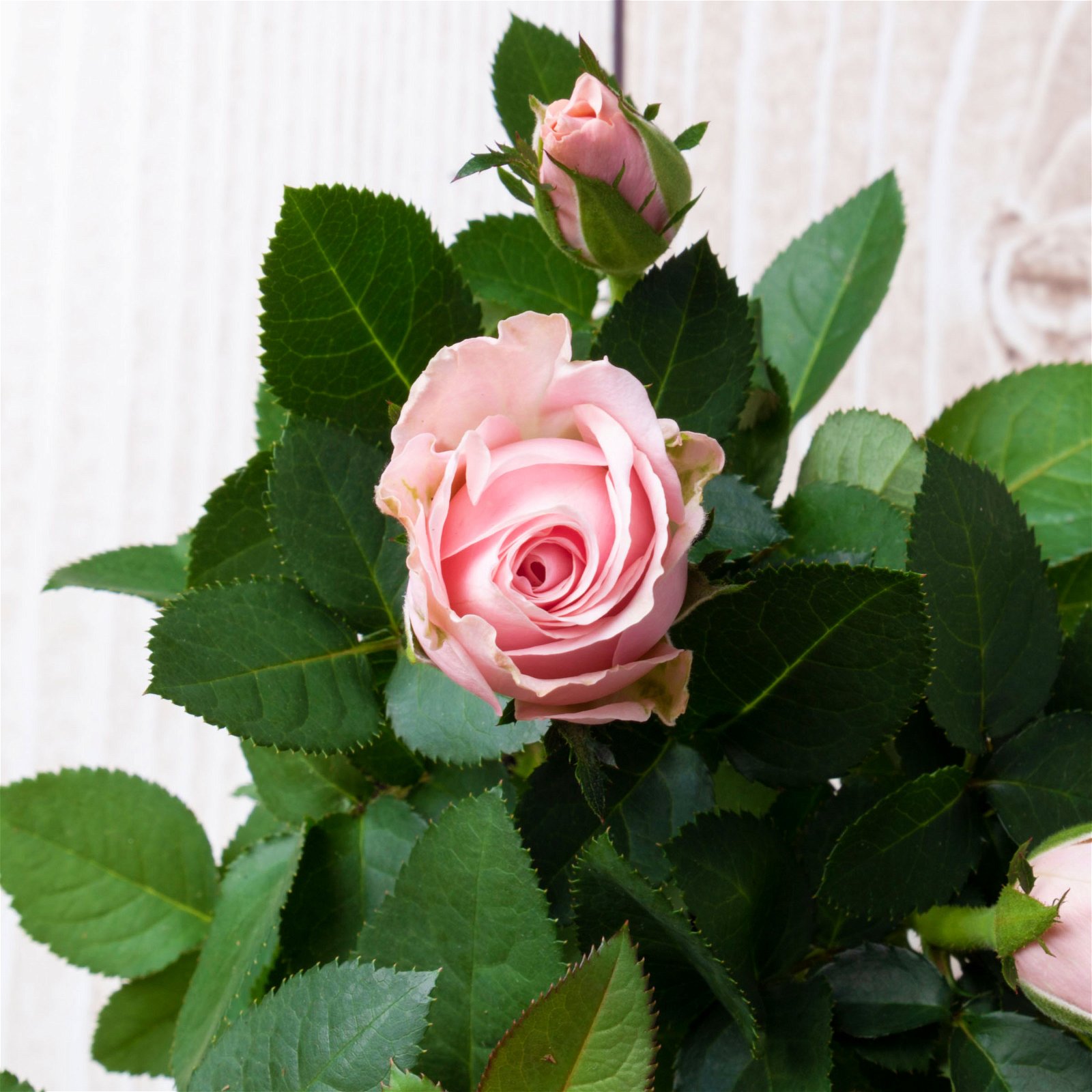 Rose 'Infinity Princess Dolc`amore®' hellrosa, Topf-Ø 10,5 cm, 3er-Set