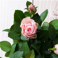 Rose 'Infinity Princess Dolc`amore®' hellrosa, Topf-Ø 10,5 cm, 3er-Set