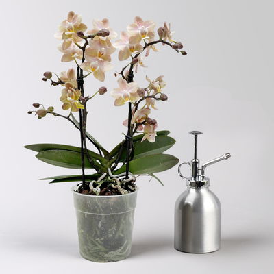 Duft Phalenopsis 'Powdery' creme/rosa, Topf-Ø 12 cm, im Übertopf mit Grußkarte