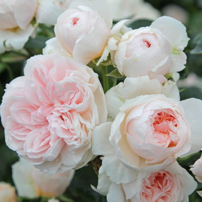 Kletterrose 'Sabrina®', creme-weiss, Mitte aprikot, Topf 5 Liter Kletterrose 'Sabrina®', creme-weiss, Mitte aprikot, Topf 5 Liter
