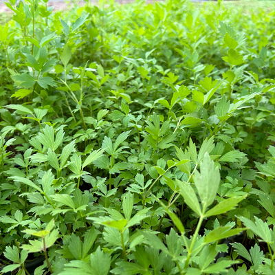 Liebstöckel, Kölle Bio, 12cm Topf, frisch aus unserer Bio-Gärtnerei Liebstöckel, Kölle Bio, 12cm Topf, frisch aus unserer Bio-Gärtnerei