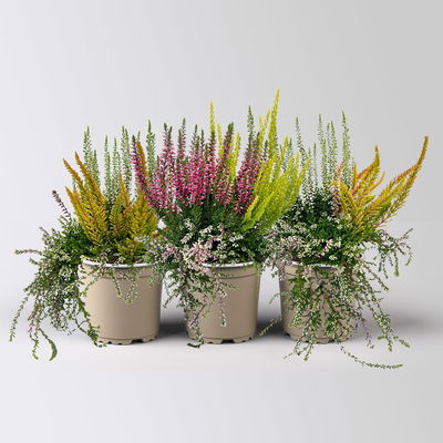Knospenheide 'Beautybelle®', Mix zufällig, Topf-Ø 11 cm, 3 Pflanzen Knospenheide 'Beautybelle®', Mix zufällig, Topf-Ø 11 cm, 3 Pflanzen