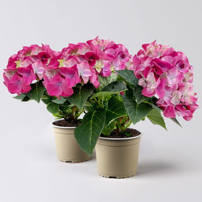 Hortensie 'Ningbo Côte D'Azur' lilablau, Topf-Ø 10 cm, 2er-Set