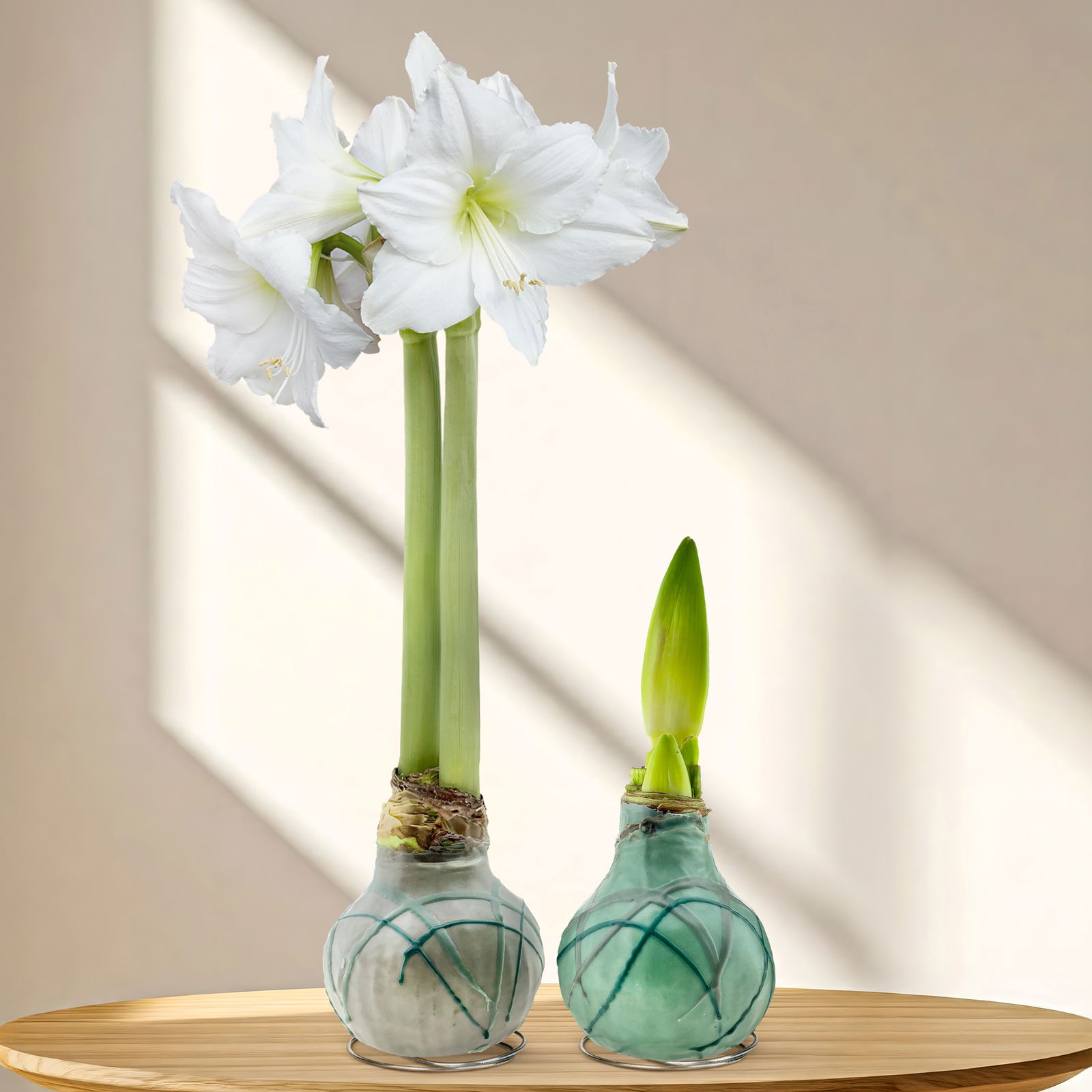 Amaryllis in Wachs, Dekor 'Forest', Farbe zufällig, Blüte weiß, 2 Pflanzen