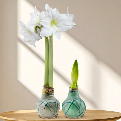 Amaryllis in Wachs, Dekor 'Forest', Farbe zufällig, Blüte weiß, 2 Pflanzen Amaryllis in Wachs, Dekor 'Forest', Farbe zufällig, Blüte weiß, 2 Pflanzen