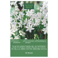 Scilla Mischtschenkoana (Blausternchen) weiß, 10 Blumenzwiebeln