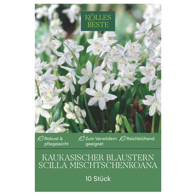 Scilla Mischtschenkoana (Blausternchen) weiß, 10 Blumenzwiebeln Scilla Mischtschenkoana (Blausternchen) weiß, 10 Blumenzwiebeln