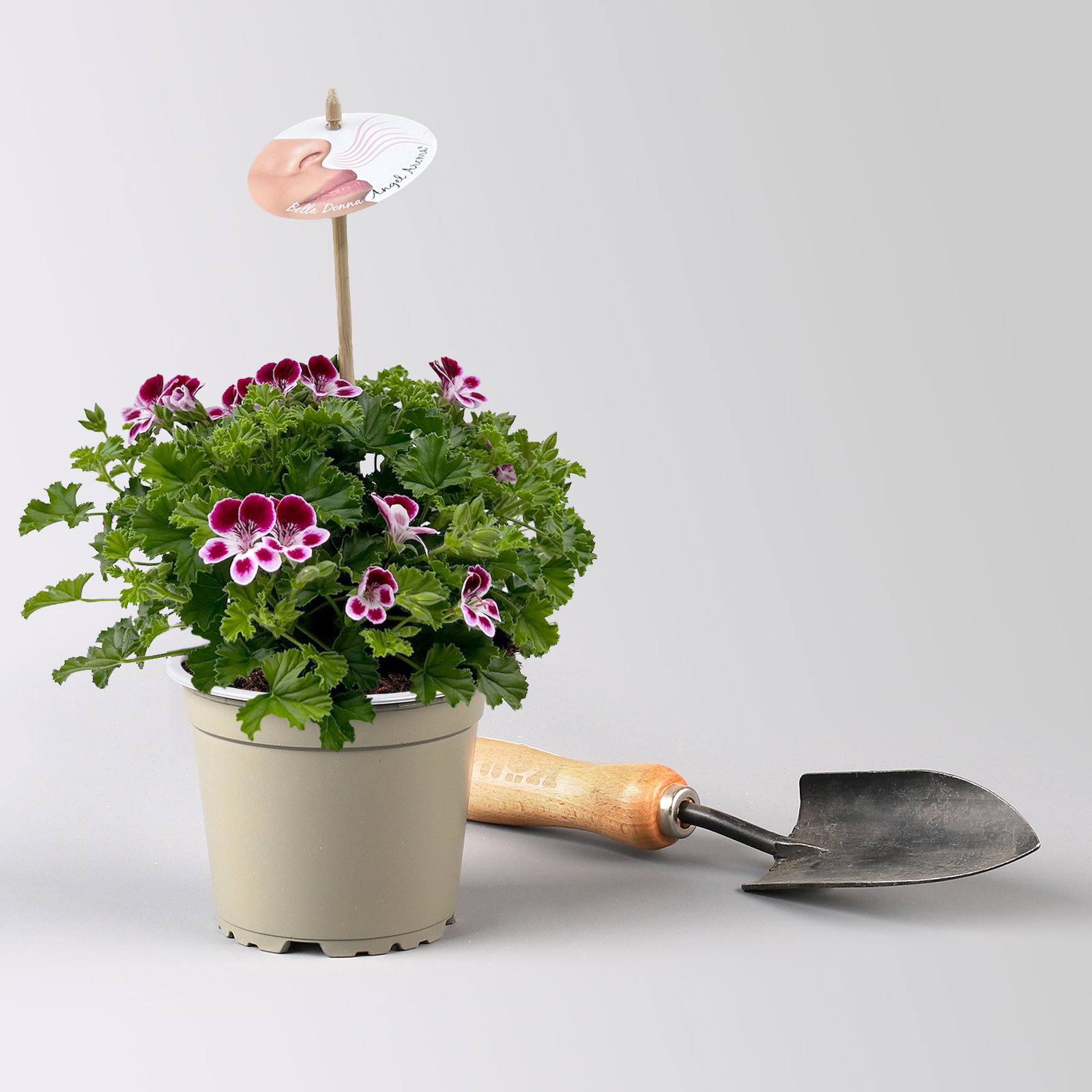 Duftgeranie 'Angel Aroma®Nova®', bordeaux-weiß, Topf-Ø 12 cm, 6 Pflanzen