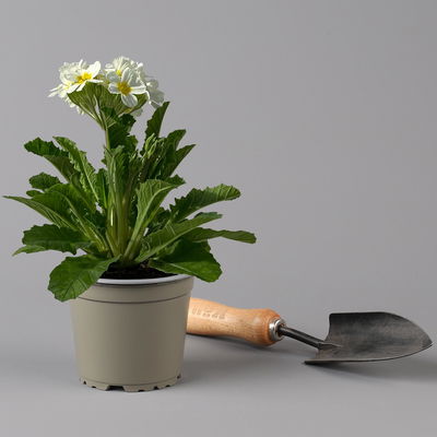 Oak Leaf Primel 'Oak Leaf' Farbe zufällig, Topf-Ø 13 cm, 4er-Set