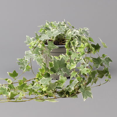 Weißbunter Efeu, Topf-Ø 12/13 cm, 3 Pflanzen Weißbunter Efeu, Topf-Ø 12/13 cm, 3 Pflanzen