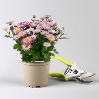 Chrysanthemen 'Swifty', rosa, Topf-Ø 10,5 cm, 6 Pflanzen