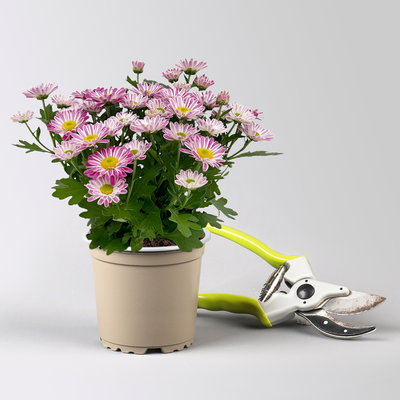 Chrysanthemen 'Swifty', rosa, Topf-Ø 10,5 cm, 6 Pflanzen