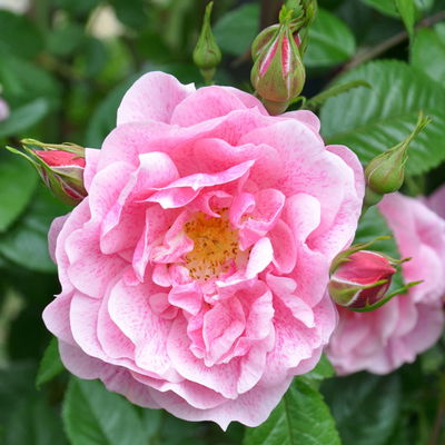 Kletterrose 'Camelot®', rosa mit pinkfarbener Zeichnung, Topf 5 Liter Kletterrose 'Camelot®', rosa mit pinkfarbener Zeichnung, Topf 5 Liter