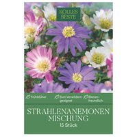Strahlen-Anemonen Blanda, Größe 5+, 15 Blumenzwiebeln