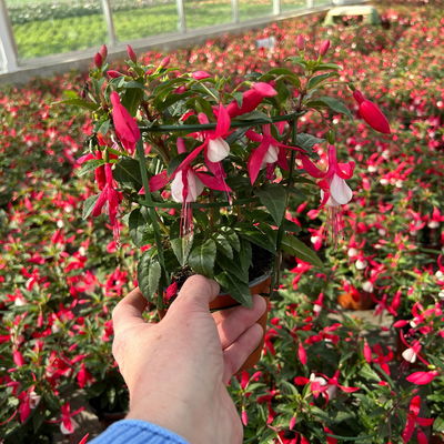 Fuchsien stehend, Farben zufällig Topf-Ø 12 cm, 6er-Set Fuchsien stehend, Farben zufällig Topf-Ø 12 cm, 6er-Set