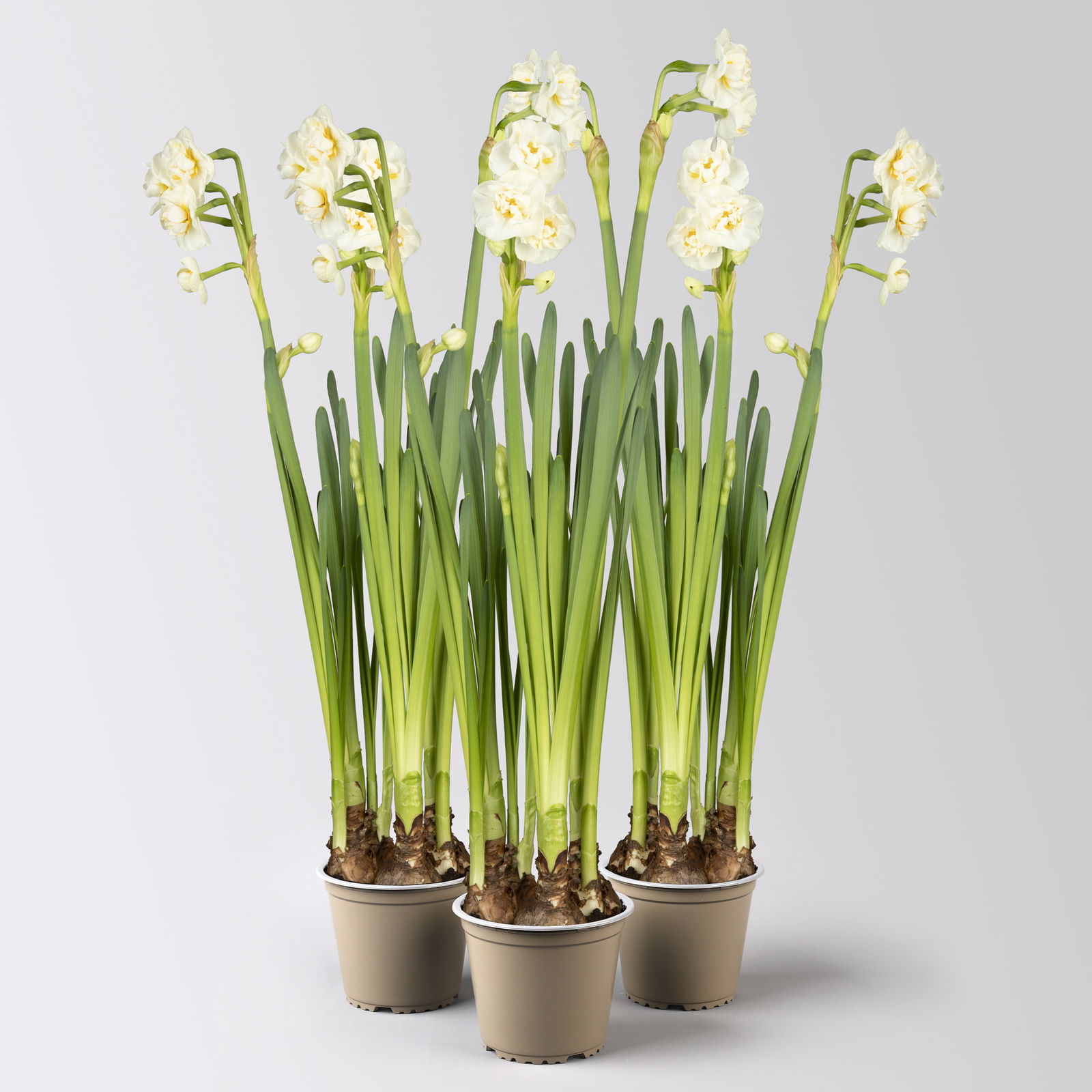 Narzisse 'Bridal Crown' , winterweiß, vorgetrieben, Topf-Ø 12 cm, 3 Pflanzen Narzisse 'Bridal Crown' , winterweiß, vorgetrieben, Topf-Ø 12 cm, 3 Pflanzen