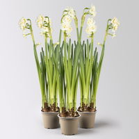 Narzisse 'Bridal Crown' , winterweiß, vorgetrieben, Topf-Ø 12 cm, 3 Pflanzen Narzisse 'Bridal Crown' , winterweiß, vorgetrieben, Topf-Ø 12 cm, 3 Pflanzen