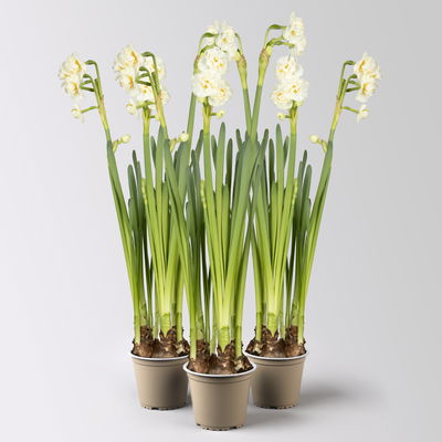 Narzisse 'Bridal Crown' , winterweiß, vorgetrieben, Topf-Ø 12 cm, 3 Pflanzen Narzisse 'Bridal Crown' , winterweiß, vorgetrieben, Topf-Ø 12 cm, 3 Pflanzen
