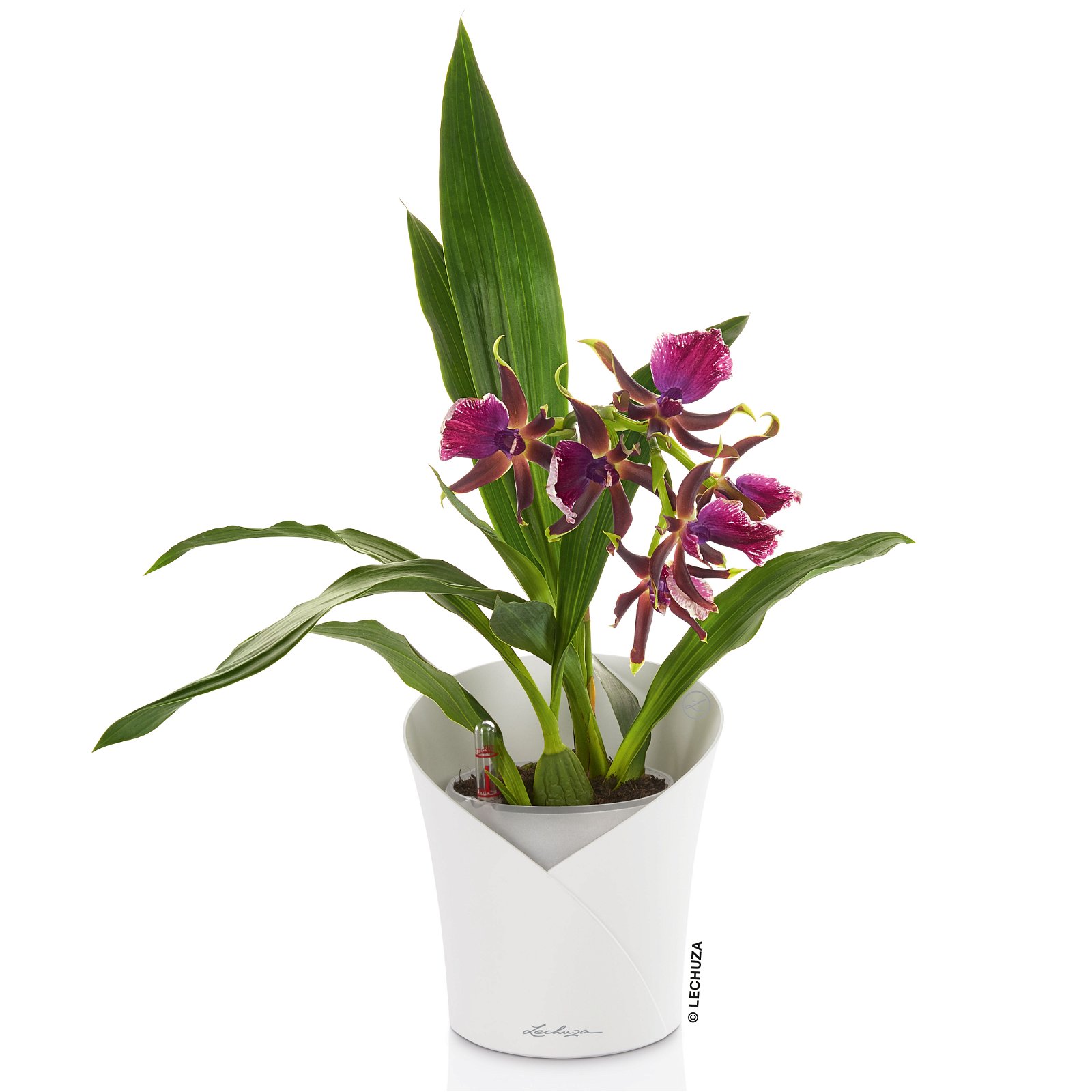 Lechuza 'Orchidea', weiß, Ø 18 x H 20 cm