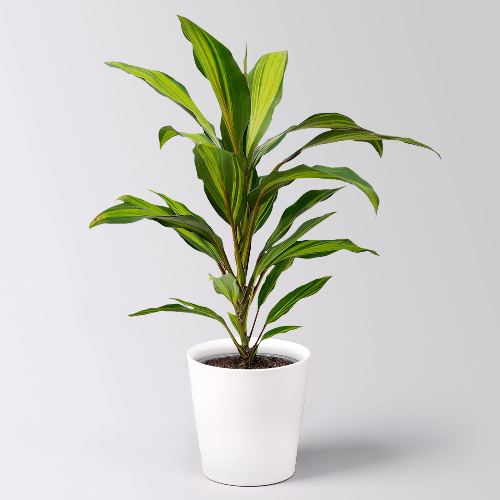 Grünpflanzenkreation 'Pflanzen-WG', Topf-Ø 12cm, inkl. Übertopf weiß, 4 Pflanzen