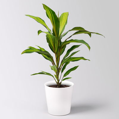 Grünpflanzenkreation 'Pflanzen-WG', Topf-Ø 12cm, inkl. Übertopf weiß, 4 Pflanzen