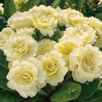 Primel 'Belarina', creme, Topf-Ø 12 cm, 6 Pflanzen