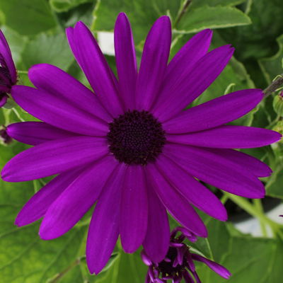 Aschenblume 'Senetti®', magenta, Topf-Ø 15 cm, 3 Pflanzen