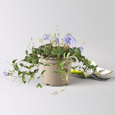 Grabbepflanzung Frühling bunt, 12 Pflanzen Grabbepflanzung Frühling bunt, 12 Pflanzen