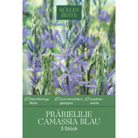Camassia Leichtlinii (Blaue Prärielilie) blau, 3 Blumenzwiebeln Camassia Leichtlinii (Blaue Prärielilie) blau, 3 Blumenzwiebeln