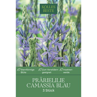 Camassia Leichtlinii (Blaue Prärielilie) blau, 3 Blumenzwiebeln Camassia Leichtlinii (Blaue Prärielilie) blau, 3 Blumenzwiebeln
