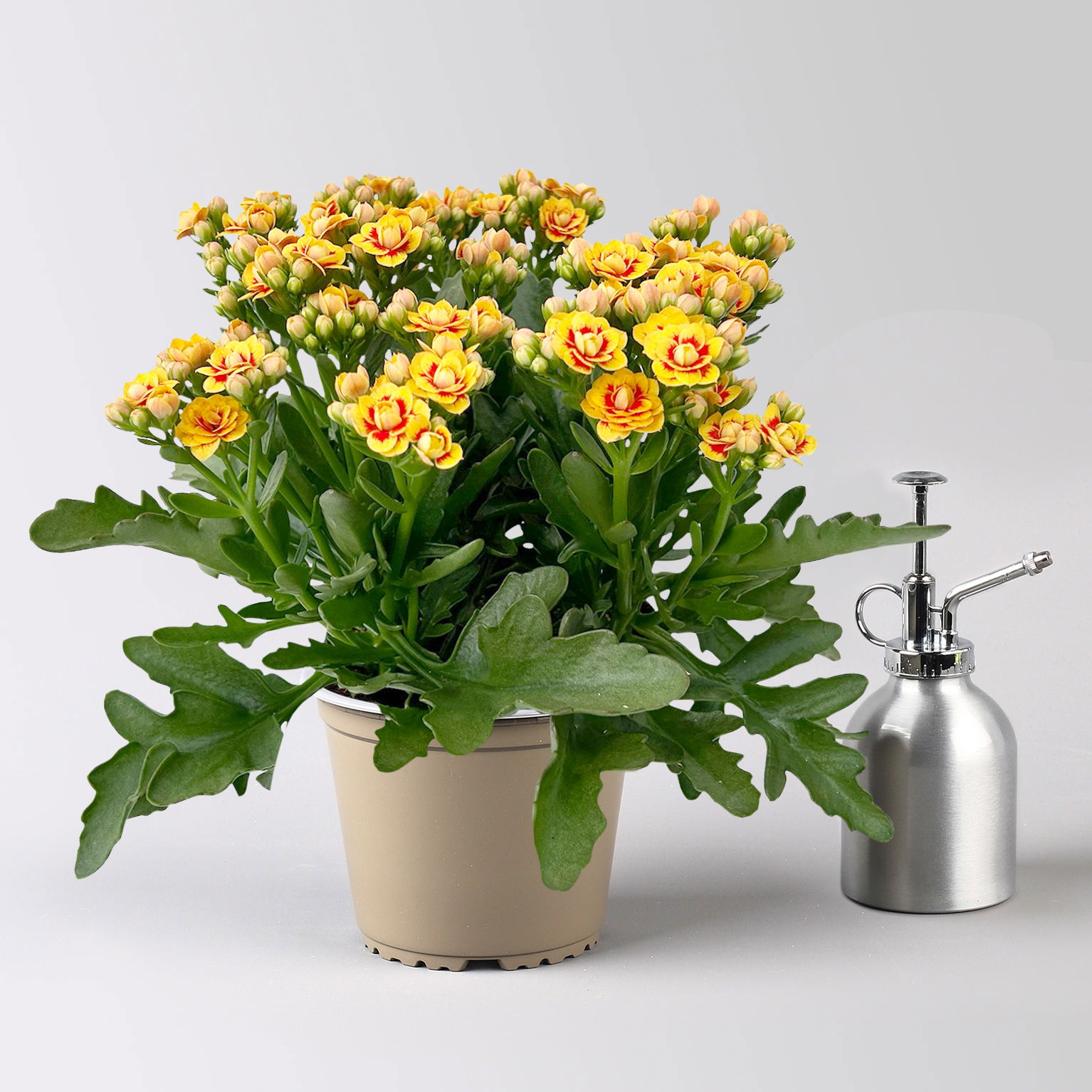 Kalanchoe 'Queen'®, gelb-rot, Topf-Ø 14 cm, 3 Pflanzen