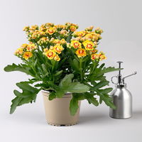 Kalanchoe 'Queen'®, gelb-rot, Topf-Ø 14 cm, 3 Pflanzen