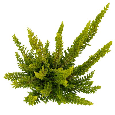 Besenheide SKYLINE®, Mischung zufällig, Topf-Ø 6,5 cm, 12 Pflanzen Besenheide SKYLINE®, Mischung zufällig, Topf-Ø 6,5 cm, 12 Pflanzen