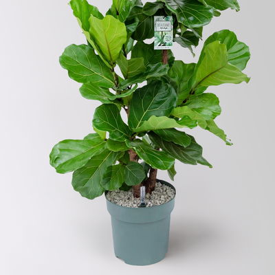 Geigenfeige, Topf-Ø 30 cm, Höhe ca. 150 cm, inkl. Bewässerungssystem mit Anzeige Geigenfeige, Topf-Ø 30 cm, Höhe ca. 150 cm, inkl. Bewässerungssystem mit Anzeige