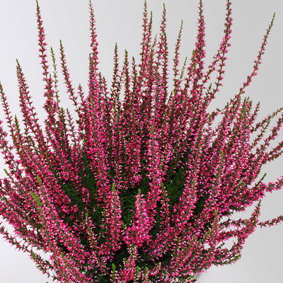 Knospenheide, rot, Topf-Ø 12 cm, 6 Pflanzen