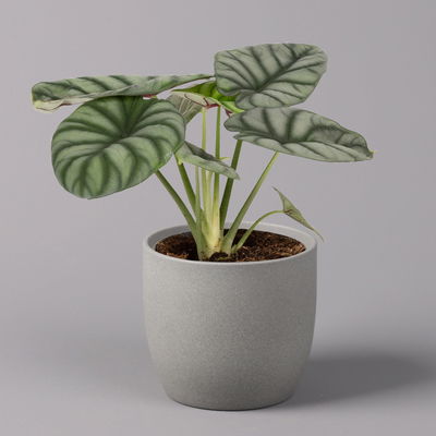 Alocasia baginda 'Silver Dragon', Topf-Ø 14 cm, Höhe ca. 35 cm