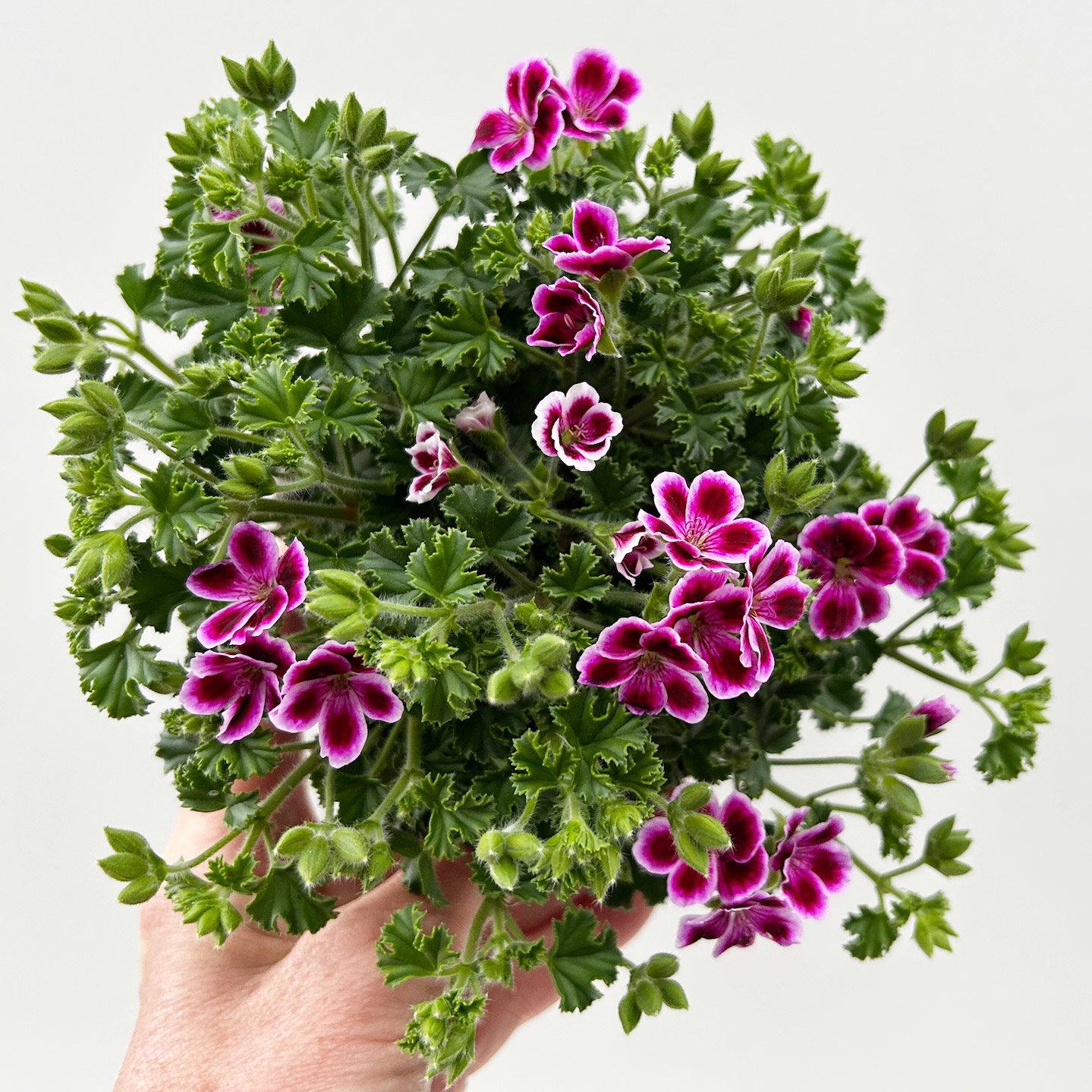 Geranie 'Angel® Nina®', rosa-bordeaux, Topf-Ø 12cm, 6 Pflanzen