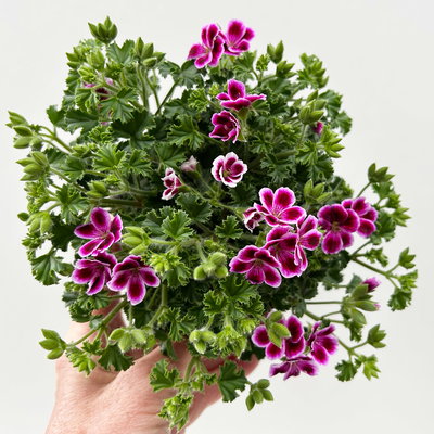 Geranie 'Angel® Nina®', rosa-bordeaux, Topf-Ø 12cm, 6 Pflanzen