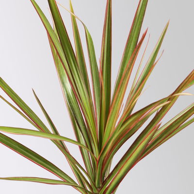 Grünpflanzenset für Grüne Wand, bunter Mix, Topf-Ø 8,5 cm, 12 Pflanzen