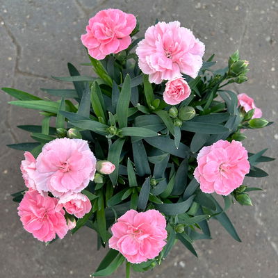 Nelke 'Oscar®', Farbe zufällig, Topf-Ø 14 cm, 4 Pflanzen