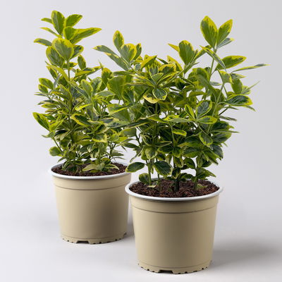 Japanischer Spindelstrauch, Euonymus japonicus 'Marieke',  Topf-Ø 17 cm, 2er-Set Japanischer Spindelstrauch, Euonymus japonicus 'Marieke',  Topf-Ø 17 cm, 2er-Set