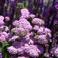 Schafgarbe, rosa, Höhe 60 cm, Topf 3 Liter Schafgarbe, rosa, Höhe 60 cm, Topf 3 Liter