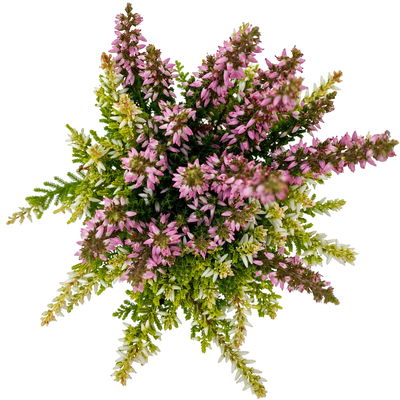 Knospenheide 'Colour Crown®', Farben zufällig, Topf-Ø 6 cm, 12 Pflanzen Knospenheide 'Colour Crown®', Farben zufällig, Topf-Ø 6 cm, 12 Pflanzen