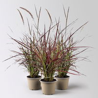 Lampenputzergras 'Fireworks', bunt, Topf-Ø 13 cm, 3 Pflanzen