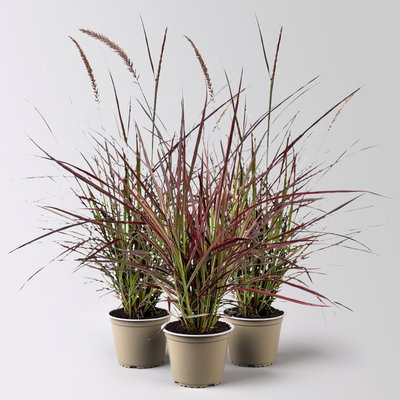 Lampenputzergras 'Fireworks', bunt, Topf-Ø 13 cm, 3 Pflanzen