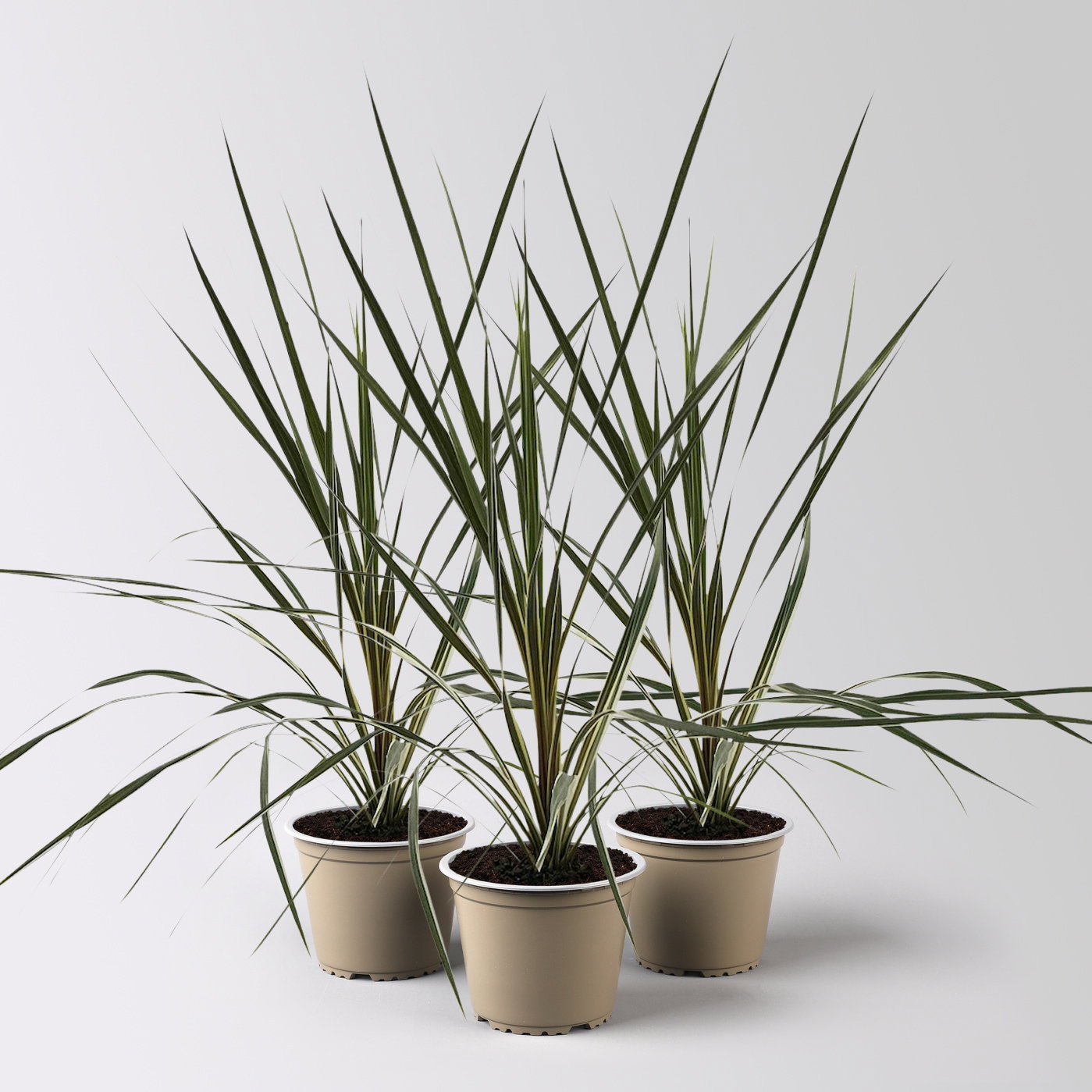 Keulenlilie 'Variegata', grün-weiß, Topf-Ø 13 cm, 3 Pflanzen Keulenlilie 'Variegata', grün-weiß, Topf-Ø 13 cm, 3 Pflanzen