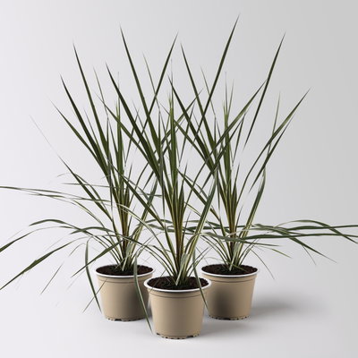 Keulenlilie 'Variegata', grün-weiß, Topf-Ø 13 cm, 3 Pflanzen Keulenlilie 'Variegata', grün-weiß, Topf-Ø 13 cm, 3 Pflanzen