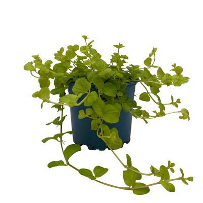 Bio Pfennigkraut 'Goldilocks', gelb, Topf-Ø 12 cm, 6 Stück