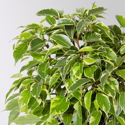 Birkenfeige 'Kinky', Topf-Ø 12 cm, Höhe ca. 25 cm, 3 Pflanzen