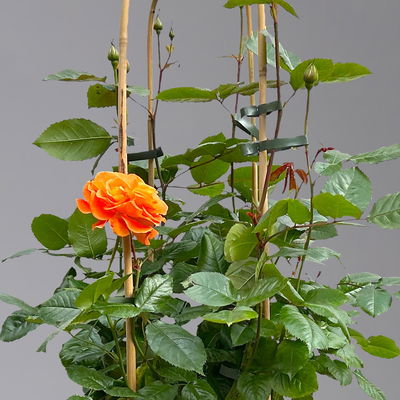 Beetrose 'Westzeit®', orange-aprikot bis rosa, Doppelbogen, Topf 10 Liter Beetrose 'Westzeit®', orange-aprikot bis rosa, Doppelbogen, Topf 10 Liter